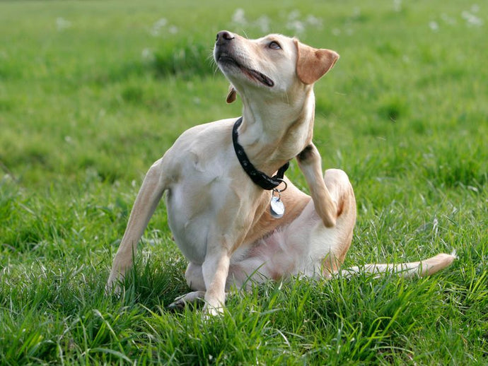 Common Causes of Itching in Dogs