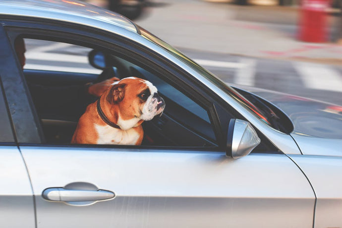 UBER Pet - launching in the US