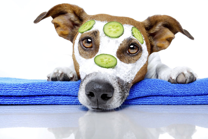 How to help your dog’s itchy skin