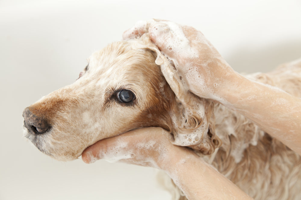 Can You Use Human Shampoo On Dogs John Paul Pet Australia can-you-use-human-shampoo-on-dogs-john-paul-pet-australia