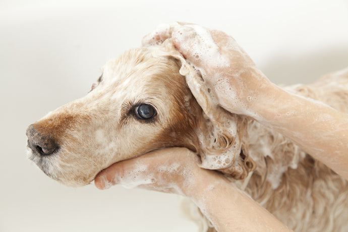 Can you use human shampoo on dogs?